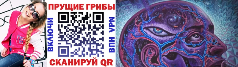 где найти   Богородицк  кракен онион  Псилоцибиновые грибы Magic Shrooms 